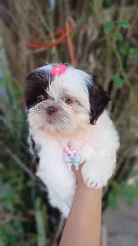 Shihtzu Fêmea Top