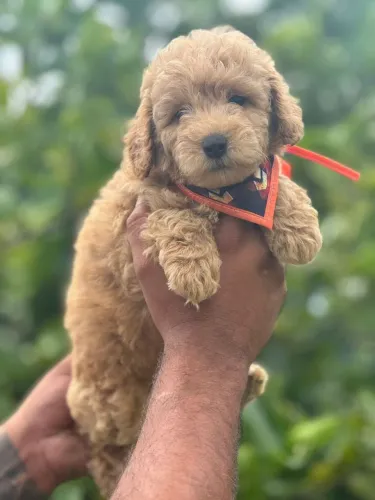 Poodle Toy - Um pedacinho de amor 