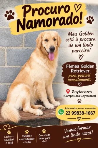 Procuro um namorado Golden