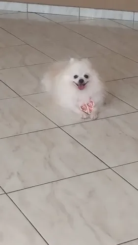 Cachorro spitz alemão