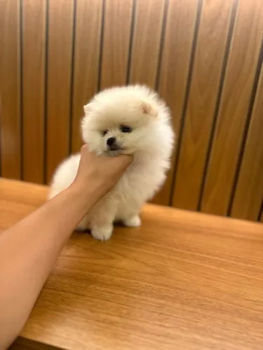 Cachorro Lulu da Pomerania filhote lindo em oferta exclusiva