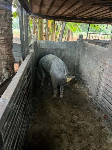 Porco cachaço Pietran 