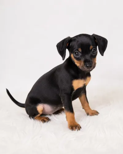 Filhote de pinscher macho n°1