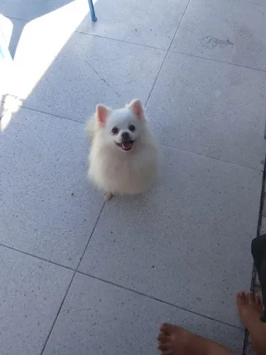 Spitz alemão fêmea 