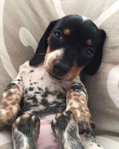 Dachshund Companheiro Para Criar Histórias Especiais
