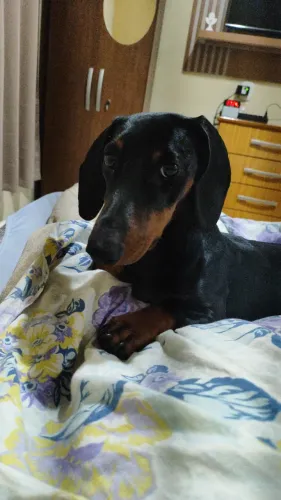 Sou macho Procuro fêmea para ninhada