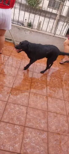 Doando cachorro labrador preto