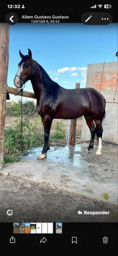 Cavalo registrado 