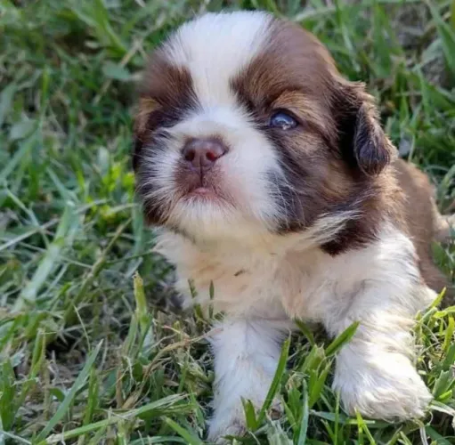 Filhotes de Shih Tzu | Patinhas que conquistam corações!