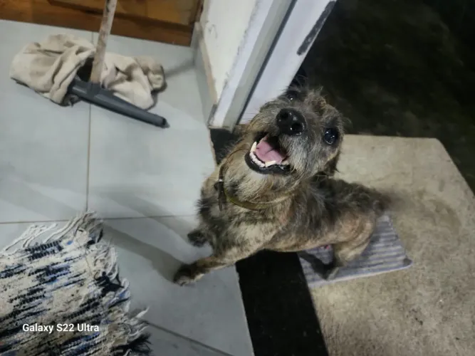 Doa-se cachorrinha - precisa de um lar amoroso