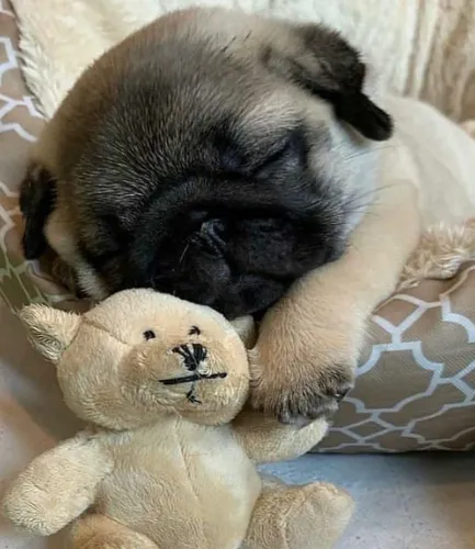 Filhotes De Pug - Presença Que Conforta