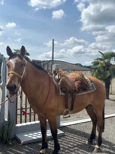 Cavalo Dócil Gateado