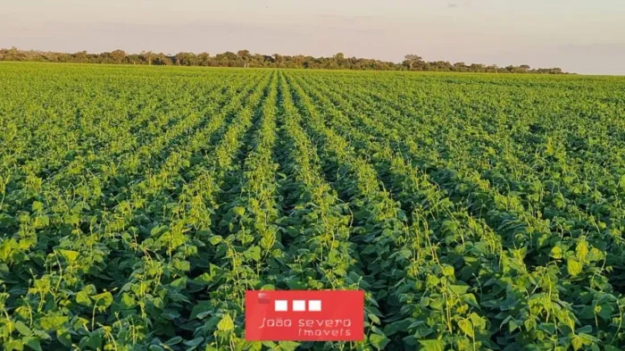 Fazenda para Venda em Gaúcha do Norte, 6 suítes