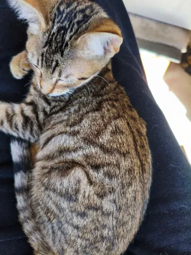 Bengal silver tab