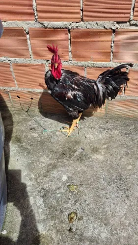 Galo