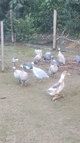 Vendo galinha da Angola 