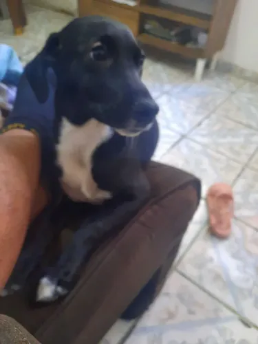 Cachorro Femeo de 5 meses
