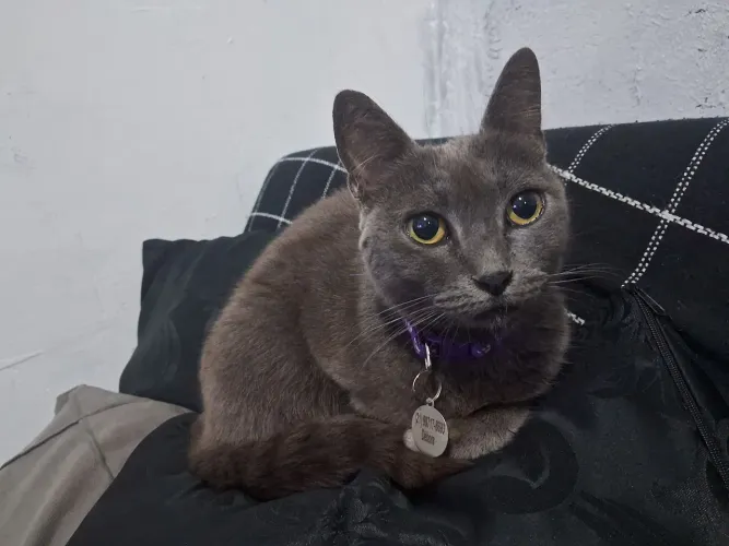 Gata cinza