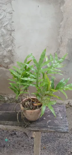 Plantas