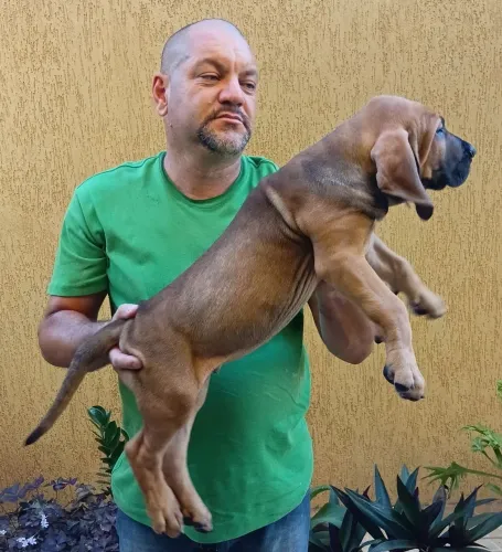 Filhote Macho Fila Brasileiro Disponível 