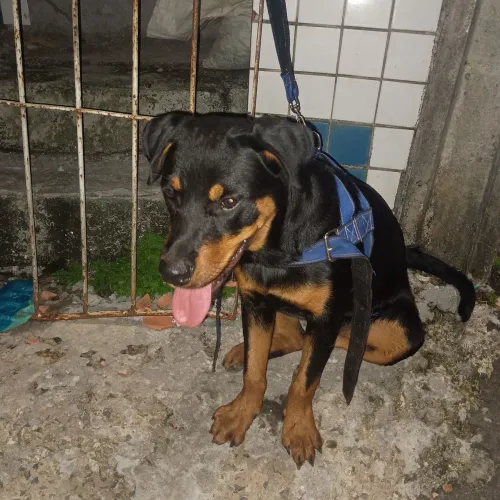 Cachorro 