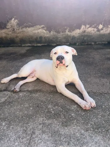 Pit bull