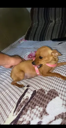 Pinscher zero grávida 