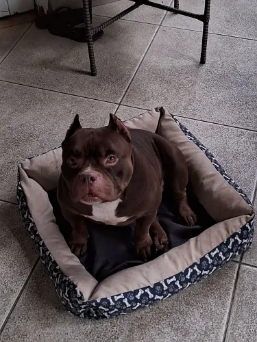 American bully, cachorro muito dócil, não morde, gosta de brincar, e é bem carente.