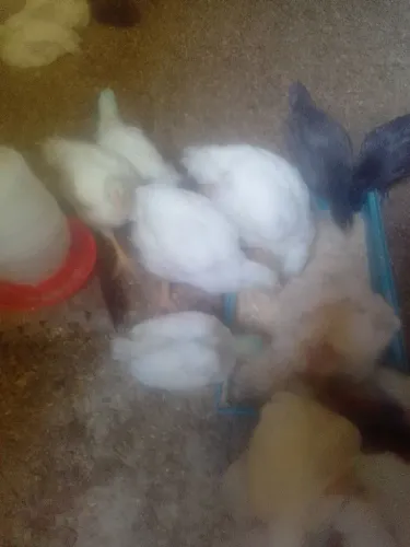 Frango de corde