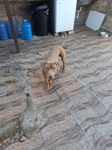 Filhote de pitbull