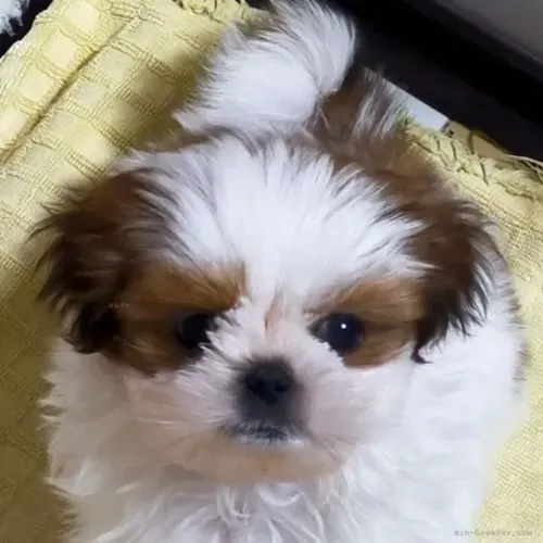 Filhotinhos shih tzu/shitzu de pelagem densa super saudáveis e brincalhões