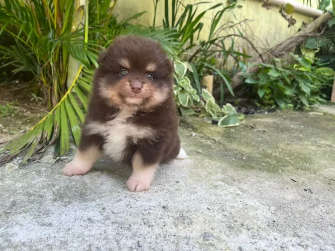 Lulu da Pomerânia
