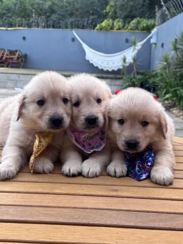 golden retriever cão de companhia