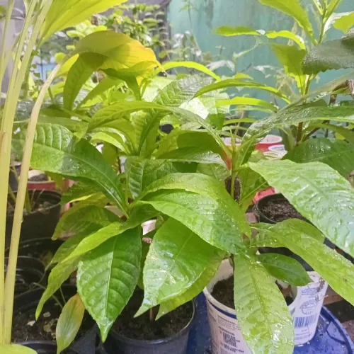 Planta Abricó de macaco