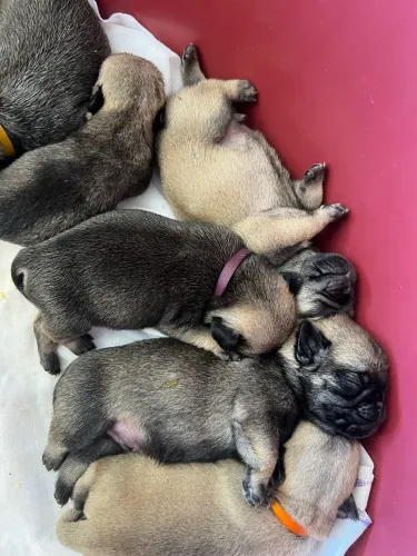 Disponível filhote pug
