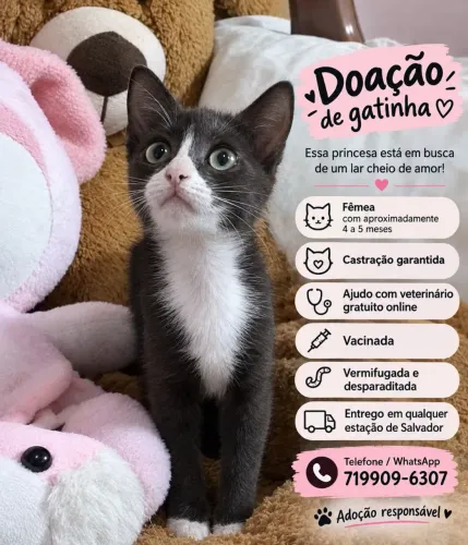 Gatinha para doação