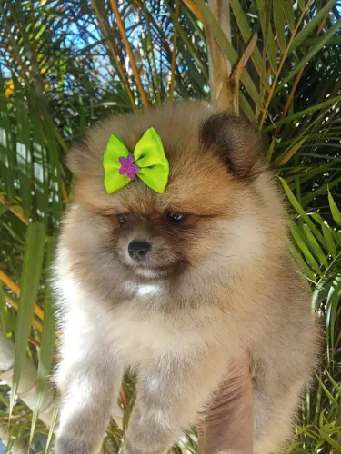 Fêmea spits alemão ( lulu da palmerania 70 dias )