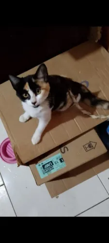 Belíssima Gatinha Tricolor