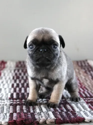? Pug ? ESGOTANDO AGORA