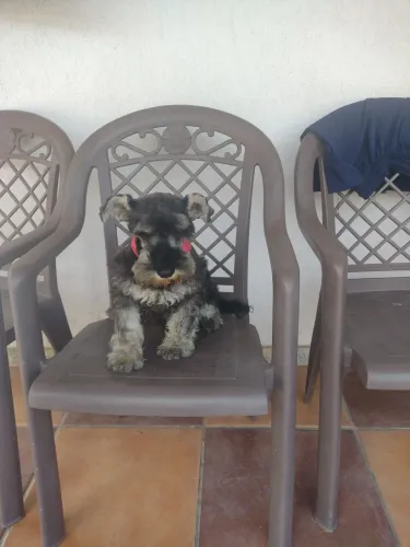 Schnauzer miniatura filhote de seis meses. OPORTUNIDADE