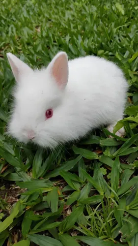 Filhotes de mini coelhos