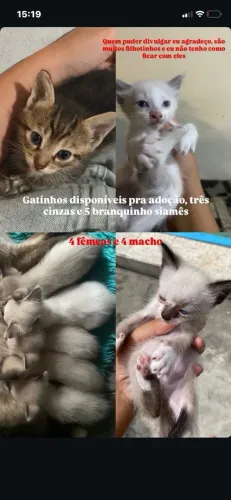 Doação de gato siamês