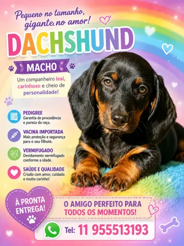 O mais lindo :: com pedigree . Teckel 