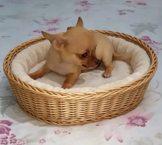Chihuahua