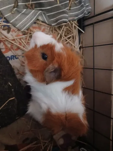 Doação porquinho da Índia macho crescido