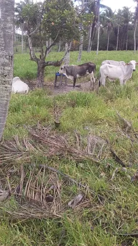 Terreno em Santo Amaro 