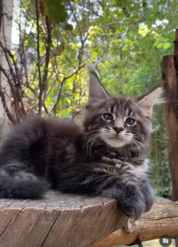 Maeni Coon Blue tabby linhagem russa