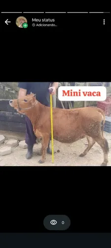 Mini vaca 