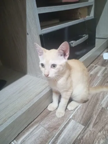 Gata