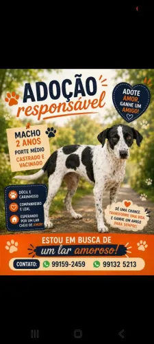 Adoção responsável 